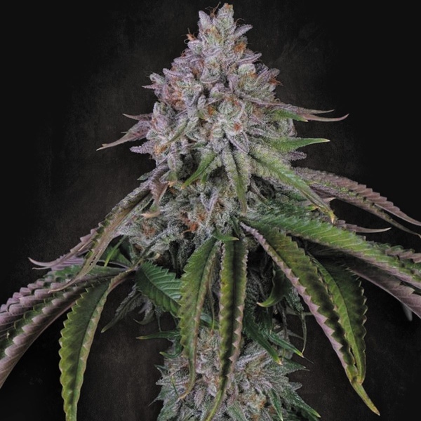 Velvet Mist (Paradise Seeds) Feminisiert