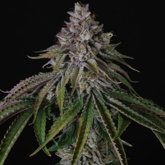 Velvet Mist (Paradise Seeds) Feminisiert