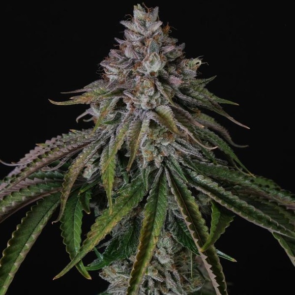 Velvet Mist (Paradise Seeds) Feminisiert