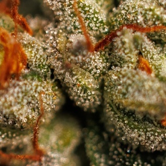Velvet Mist (Paradise Seeds) Feminisiert
