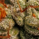 Velvet Mist (Paradise Seeds) Feminisiert