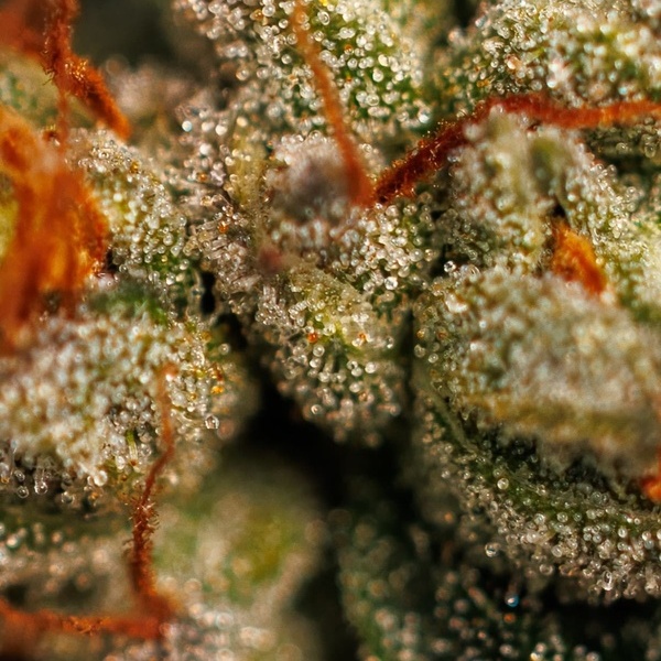 Velvet Mist (Paradise Seeds) Feminisiert