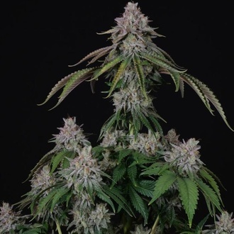 Velvet Mist (Paradise Seeds) Feminisiert