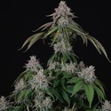 Velvet Mist (Paradise Seeds) Feminisiert