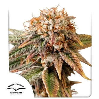 Auto Kingston Punch (Dutch Passion) Feminisiert
