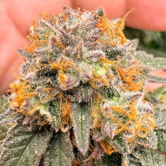 Auto Kingston Punch (Dutch Passion) Feminisiert