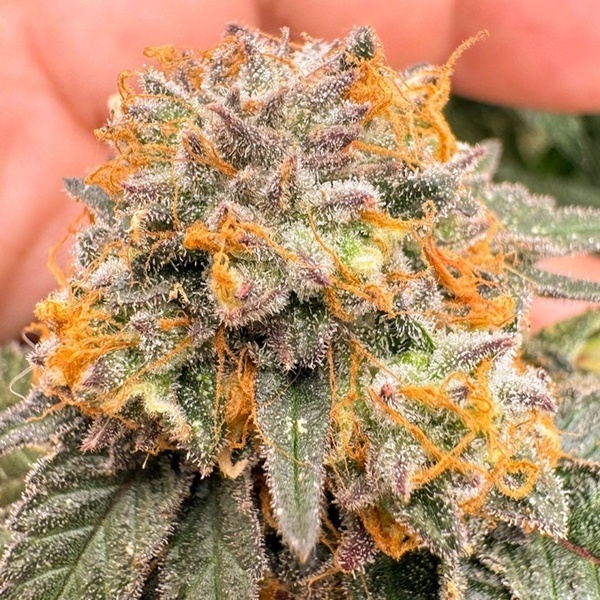 Auto Kingston Punch (Dutch Passion) Feminisiert