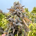 Auto Kingston Punch (Dutch Passion) Feminisiert