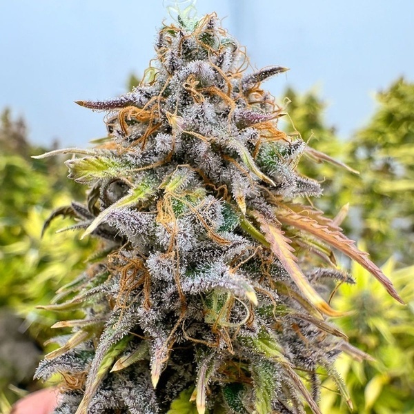 Auto Kingston Punch (Dutch Passion) Feminisiert