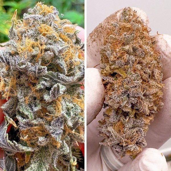 Auto Kingston Punch (Dutch Passion) Feminisiert