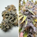 Auto Kingston Punch (Dutch Passion) Feminisiert