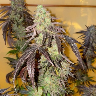 Kingston Punch (Dutch Passion) Feminisiert