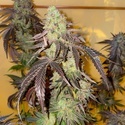 Kingston Punch (Dutch Passion) Feminisiert