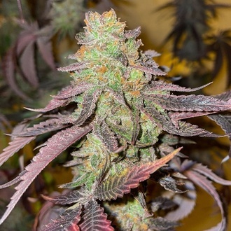 Kingston Punch (Dutch Passion) Feminisiert