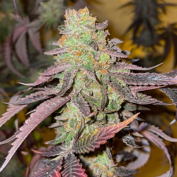 Kingston Punch (Dutch Passion) Feminisiert