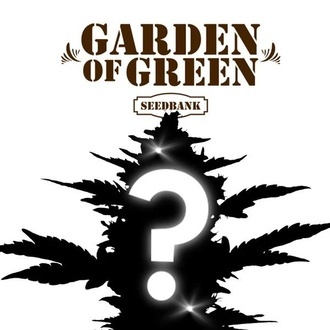 CBD Mystery Samen 1 (Garden of Green)