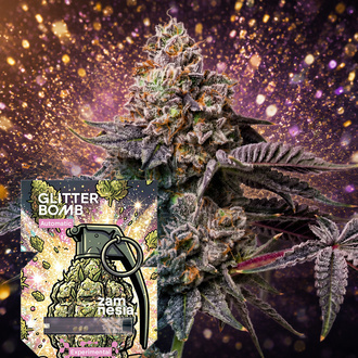 Glitter Bomb Automatic (Zamnesia Seeds) Feminisiert