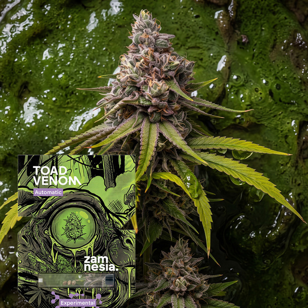 Toad Venom Automatic (Zamnesia Seeds) Feminisiert