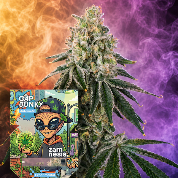 Cap Junky Automatic (Zamnesia Seeds) Feminisiert