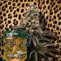 Cheetah Piss Automatic (Zamnesia Seeds) Feminisiert
