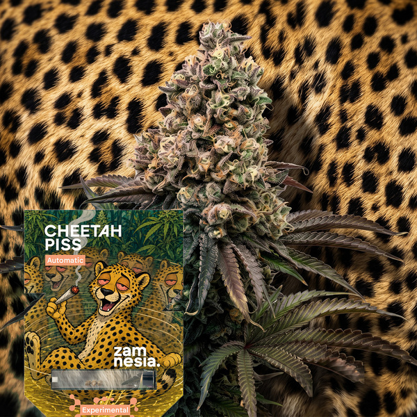 Cheetah Piss Automatic (Zamnesia Seeds) Feminisiert