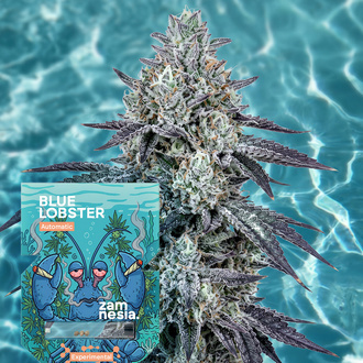Blue Lobster Autoflower (Zamnesia Seeds) Feminisiert