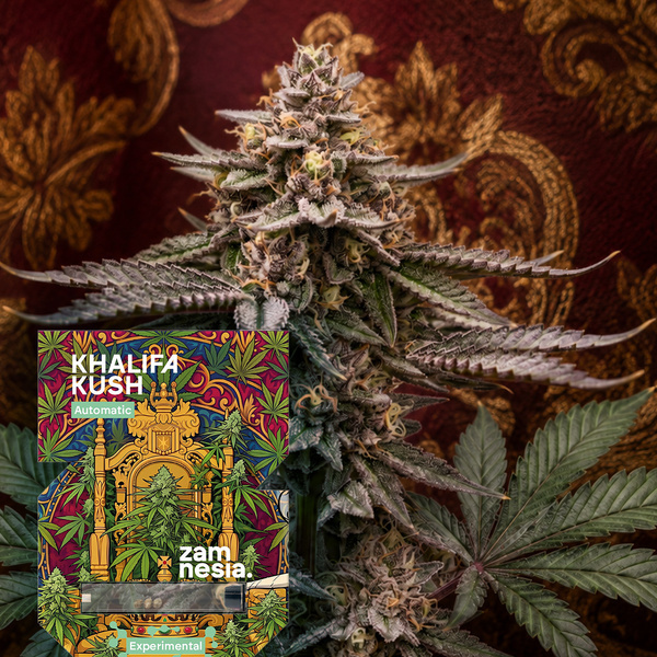 Khalifa Kush Automatic (Zamnesia Seeds) Feminisiert
