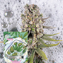 Zoap Automatic (Zamnesia Seeds) Feminisiert