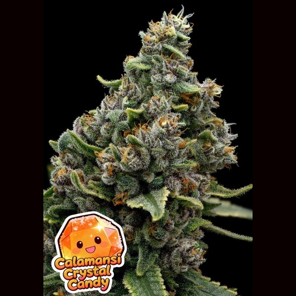 Calamansi Crystal Candy (Anesia Seeds) Feminisiert