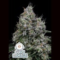 Core Damage (Anesia Seeds) Feminisiert