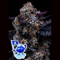 Free Blueberry Nation (Anesia Seeds) Feminisiert