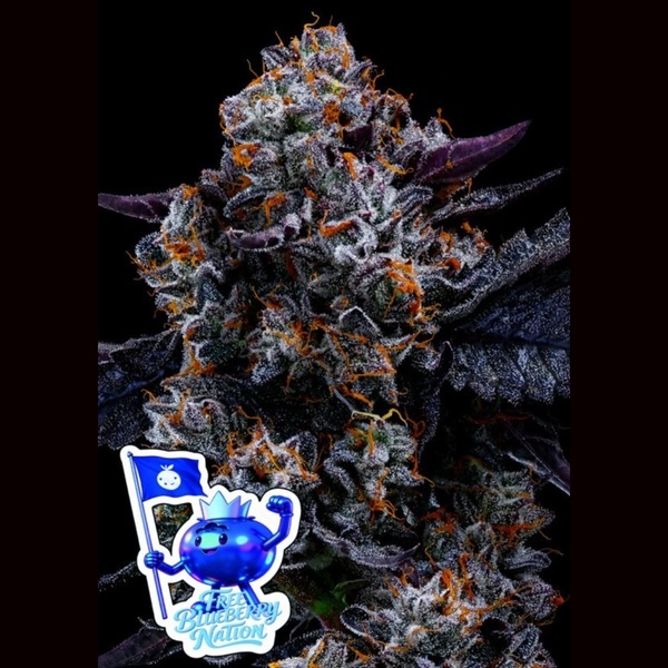 Free Blueberry Nation (Anesia Seeds) Feminisiert
