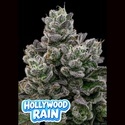 Hollywood Rain (Anesia Seeds) Feminisiert