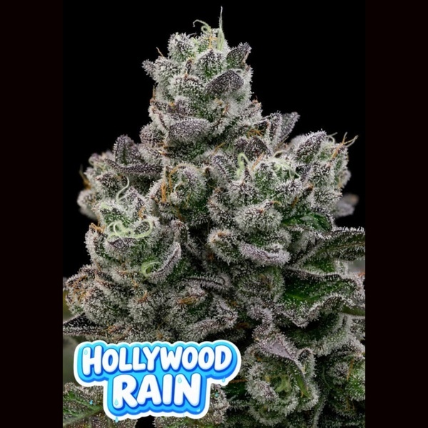 Hollywood Rain (Anesia Seeds) Feminisiert