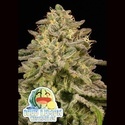Iced Lemon Watermelon (Anesia Seeds) Feminisiert
