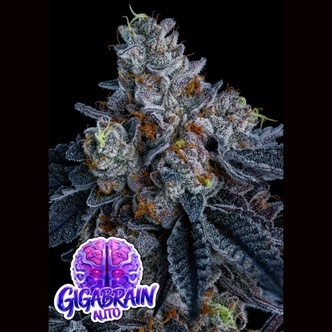 Giga Brain Auto (Anesia Seeds) Feminized