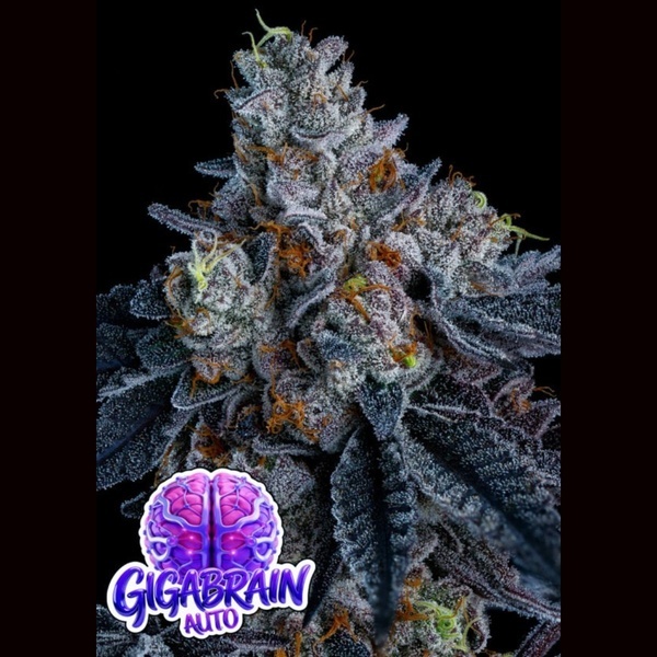 Giga Brain Auto (Anesia Seeds) Feminisiert