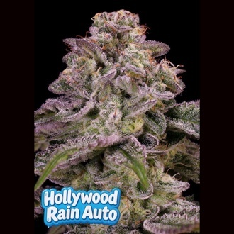 Hollywood Rain Auto (Anesia Seeds) Feminisiert