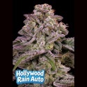 Hollywood Rain Auto (Anesia Seeds) Feminisiert