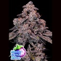 Mangosteen Glitch Auto (Anesia Seeds) Feminisiert
