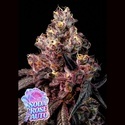 Soda Rose Auto (Anesia Seeds) Feminisiert