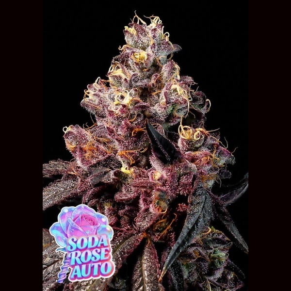 Soda Rose Auto (Anesia Seeds) Feminisiert
