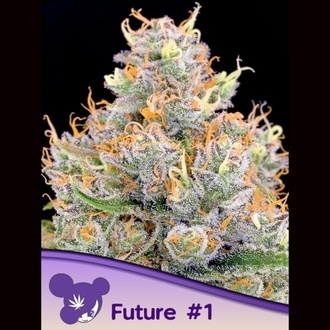 Future 1 (Anesia Seeds) Feminisiert