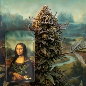 Lisa's Secret (Zamnesia Seeds) Feminisierte Samen