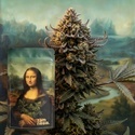Lisa's Secret (Zamnesia Seeds) Feminisierte Samen