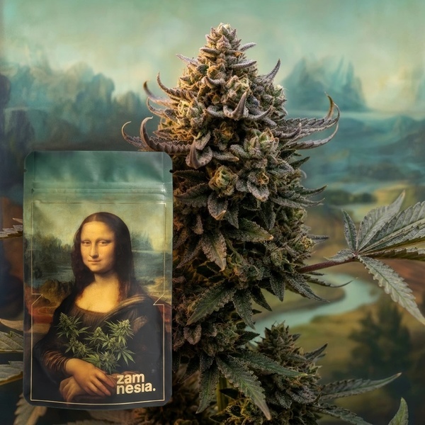 Lisa's Secret (Zamnesia Seeds) Feminisierte Samen