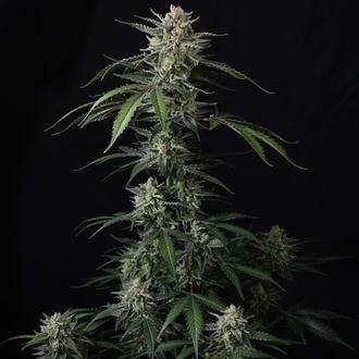 Banana Guava Auto (Fast Buds) Feminisiert