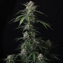 Banana Guava Auto (Fast Buds) Feminisiert