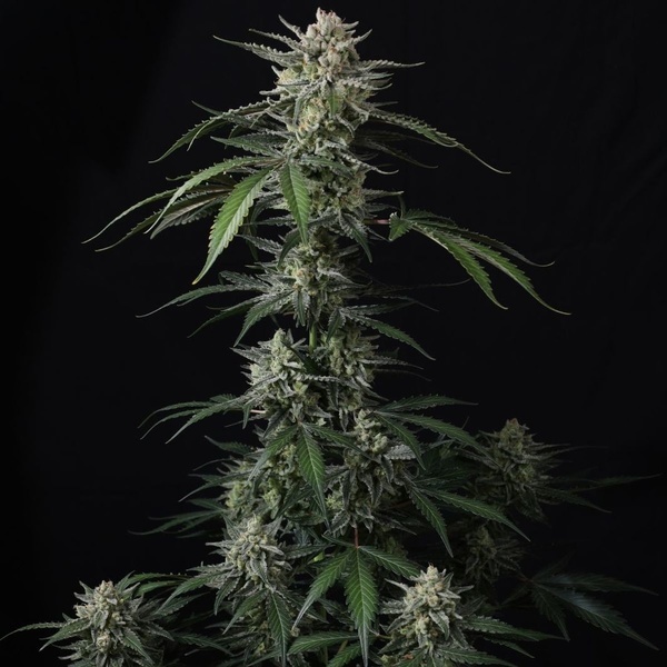 Banana Guava Auto (Fast Buds) Feminisiert