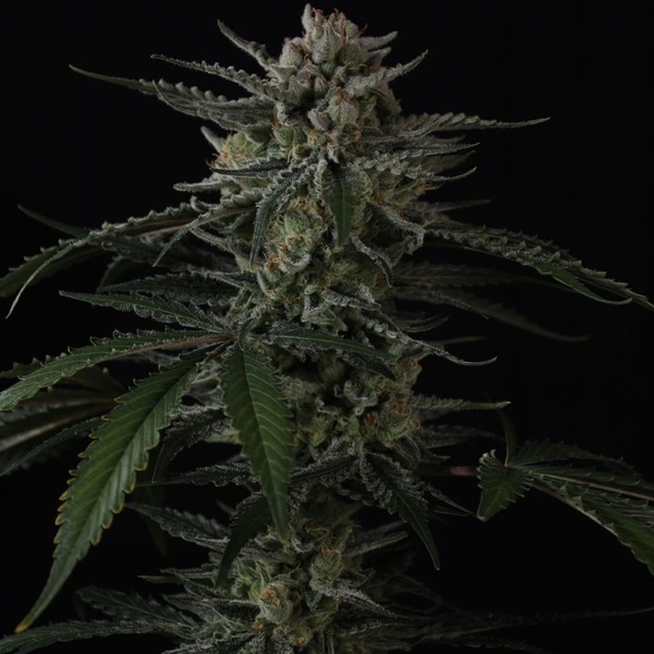 Banana Guava Auto (Fast Buds) Feminisiert